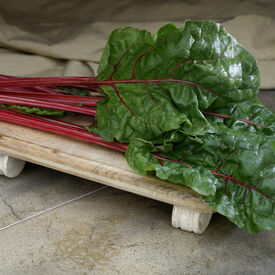 Fire Fresh, (F1) Swiss Chard Seeds